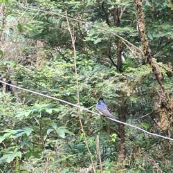 @Niggi: was isch ächt das für eis?