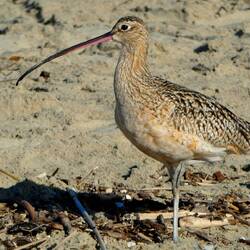 Brachvogel am Strand.