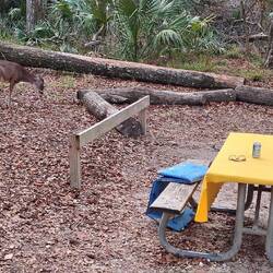 Ankunft im Manatee Springs State Park Campingplatz - überraschender Besuch