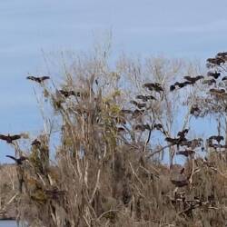 Endlich kommt die Sonne raus- also Flügel ausstrecken zum Gefieder trocknen