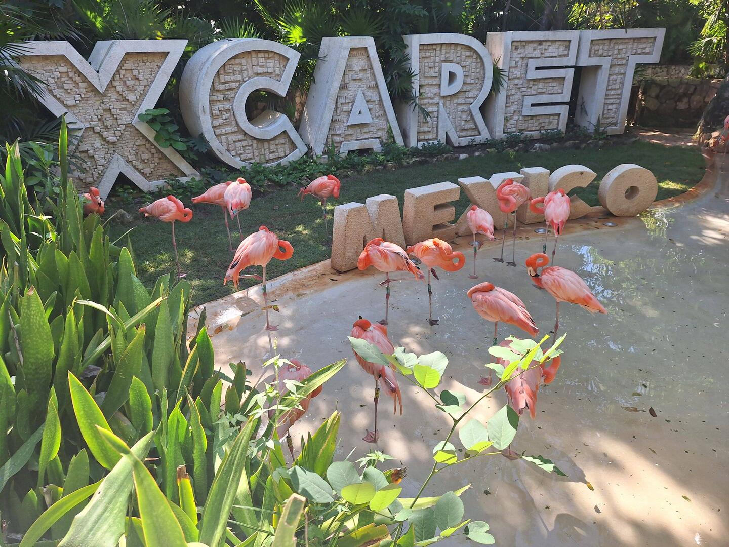 Xcaret flamingos