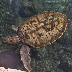 Sea turtle