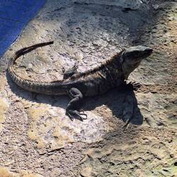 Iguana