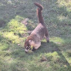 Coati