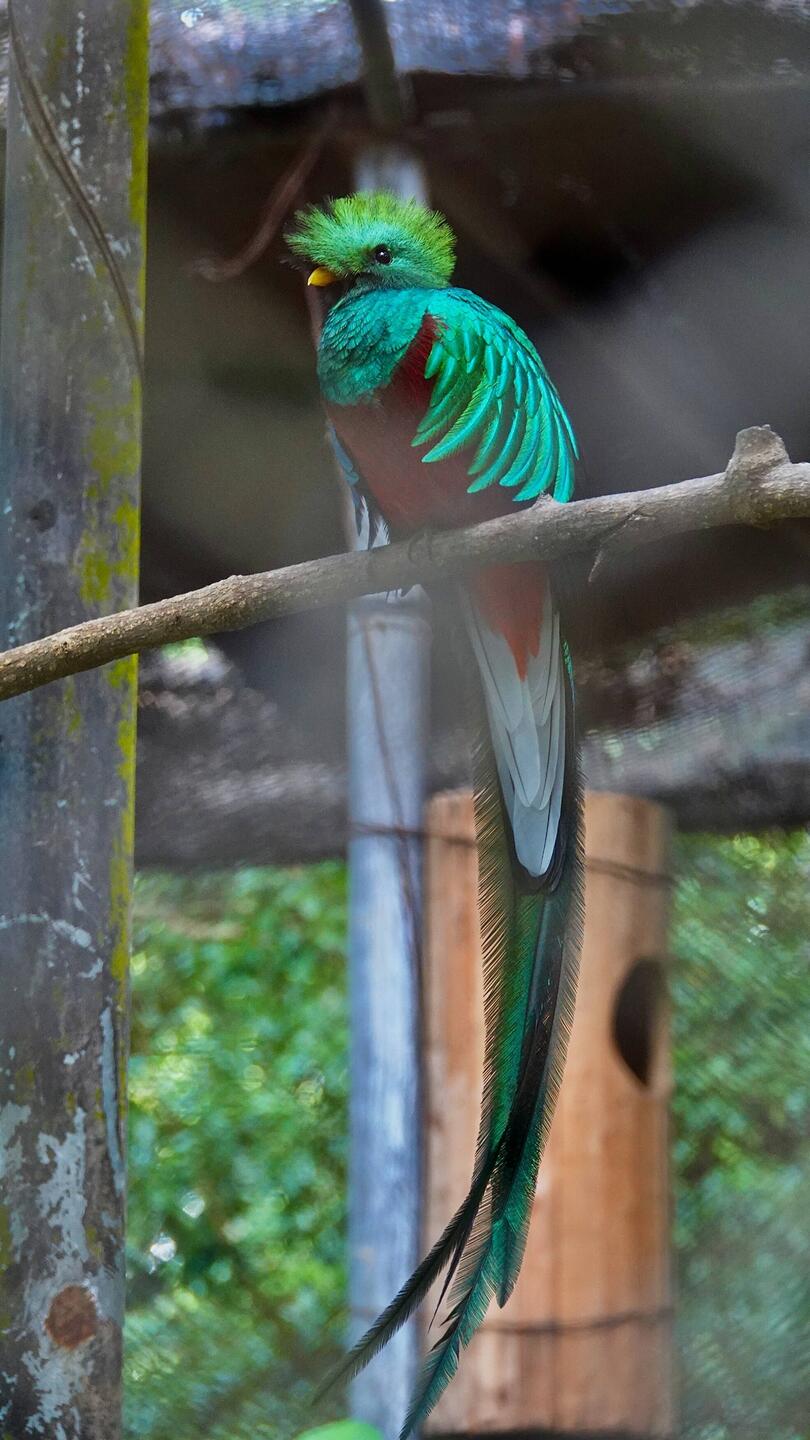 Quetzal
