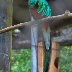 Quetzal