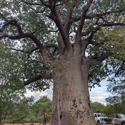 Der Baobab mit Iwi