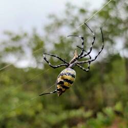 Spinne am Morgen... 😂