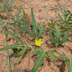 Kalahari-Gurkenblüte
