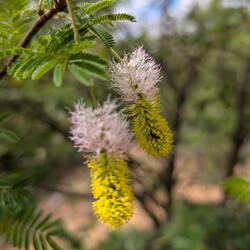 Hübsche Blüten am Dornenbusch