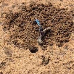 Wespe zieht Wurm in Speisekammer