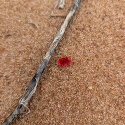 3mm Spinnentierchen (zoomt mal rein)