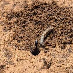 Wurm angeschleppt, Platz schaffen