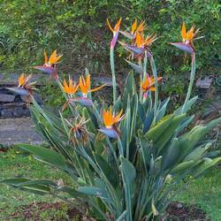 ... sie dürfen natürlich nicht fehlen ...