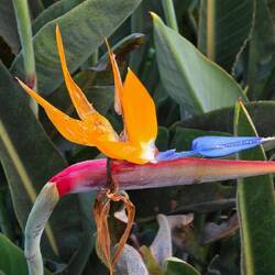 ... habe heute meine Liebe zu Detailfotos entdeckt ...