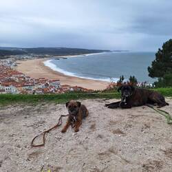 Frauchen ist genervt, nix Leinenführig & dann noch in die Schaukel beissen wollen
