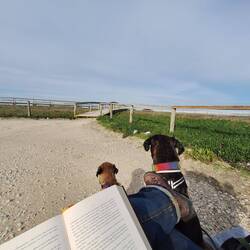 Frauchen liesst, Hunde beobachten Wellen