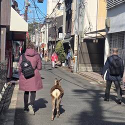 Rinetto taking her deer friend for a walk. I was jealous 🤭