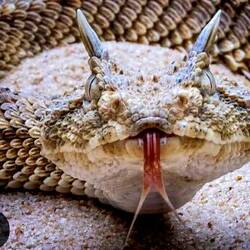 A terrible nightmare..... nobody wants a highly toxic Hornviper under the blanket!