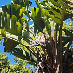 Strelitzien - die Pflanzen sind hier ca. 6m hohe Büsche/Bäume