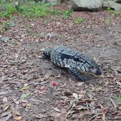 Argentinischer Riesen-Teju - diese Echsen werden bis 1,5m lang