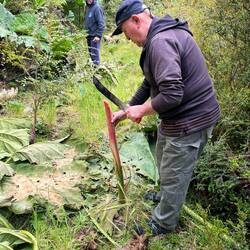 Der Prof. filetiert das Riesengewächs – erinnert an überdimensionierten Rhabarber - fein ist anders🤫