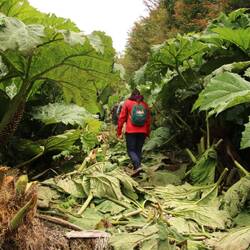 Mit der Machete voraus!