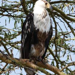 Afrikanischer Fischadler im Nachbarbaum