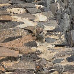 ... freche Streifenhörnchen freuen sich über Nüsse ...