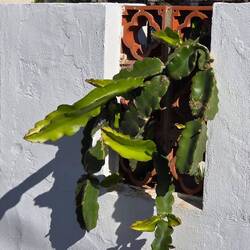 ... am Wegesrand ...