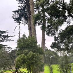 Golden Gate Park