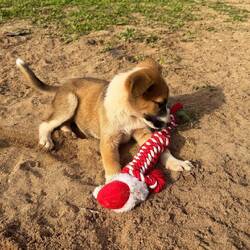 Weihnachtsgeschenk von Wotan