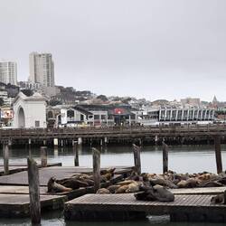 Die Seelöwen von Pier39