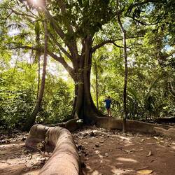 Zurück durch den Urwald