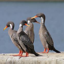 Red-legged Cormorant