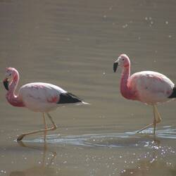 Flamingos in der Flamingos Lagoon