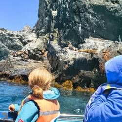 Jede Menge Seelöwen sehen wir