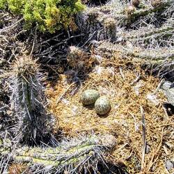 Zwischen den Kakteen brüten Möwen