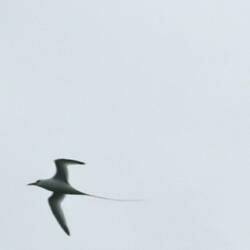 Dieser "Ave Tropico" brachte unsere Guides zum Entzücken, weil er wohl extrem selten ist