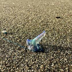 Een ophoopsel van organismen die aanspoelen bij harde wind. Geen kwal, maar kan wel flink steken