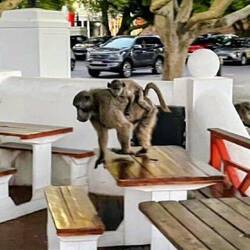 Baboons auf der Jagd nach Essensreste