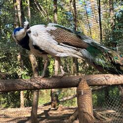 Seltenes weißes Exemplar