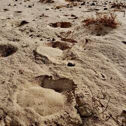 Camel Footprints.....