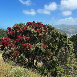 Pōhutukawa - kleines Exemplar 😃