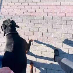 ..zwischendurch immer mal a bissl Gehorsam-Übungen mit unserer Hundedame wiederholen 🐾👍🏻❣️