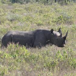 Black Rhino = Spitzmaulnashorn