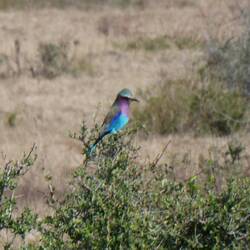 Gabelracke, der Nationalvogel Kenias