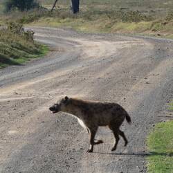 Hyäne auf erfolgloser Impala Jagd