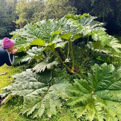Ich bin ganz sprachlos... riiiiesige Blätter überall!