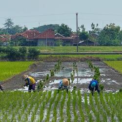 Rice planting in the fields